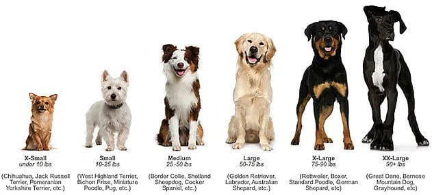 Professional dog grooming service showing pet care specialist bathing dog in mobile van