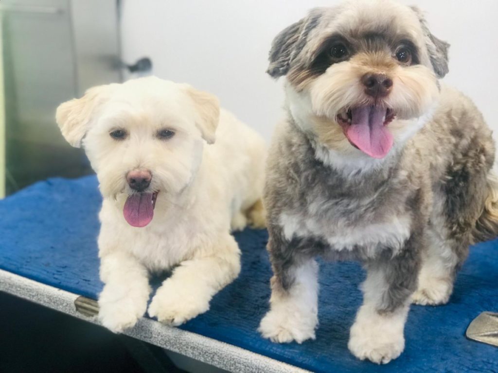 Furgoneta móvil de peluquería de mascotas que da servicio a un perro feliz en California